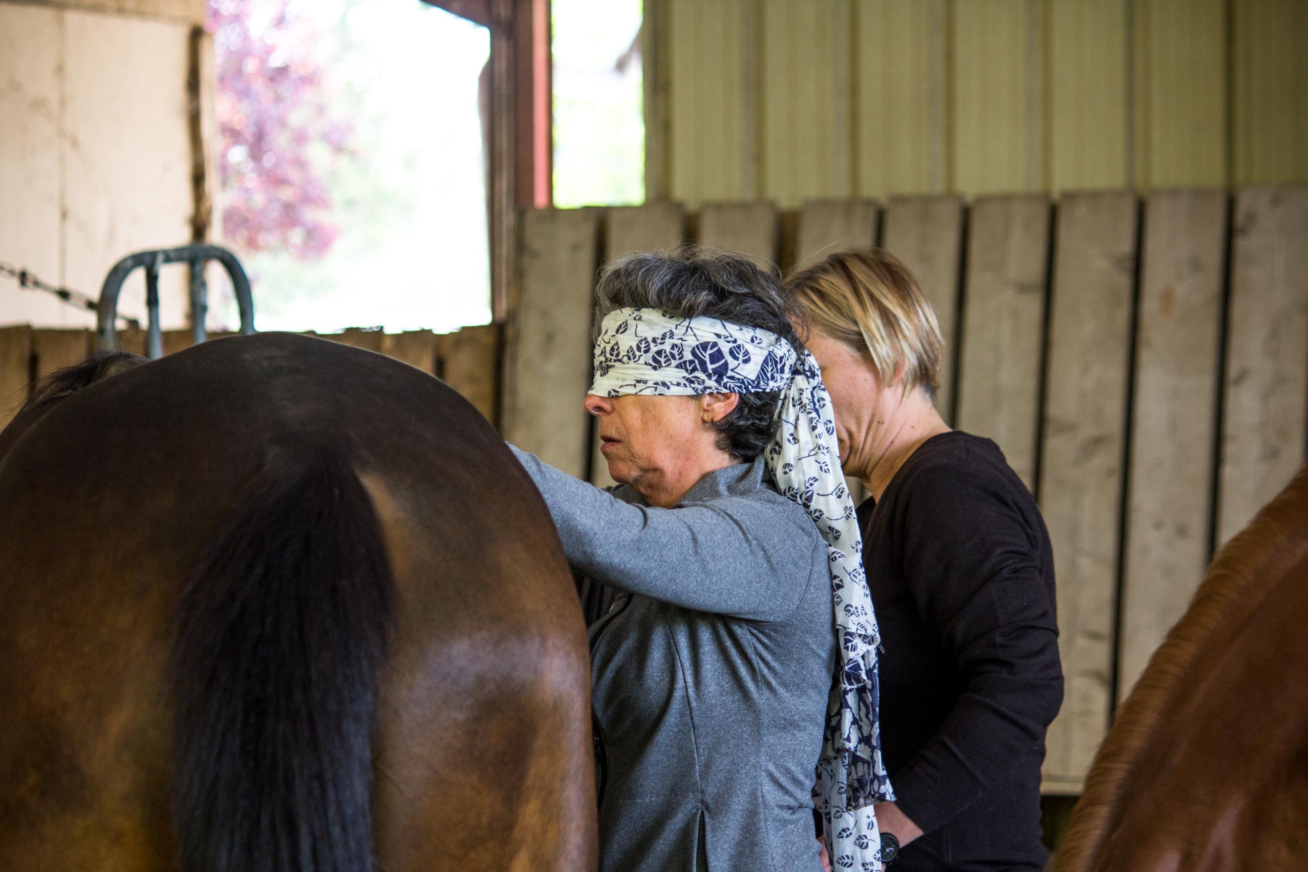 S Ance De M Diation Quine Developpement Personnel Guid Par Le Cheval