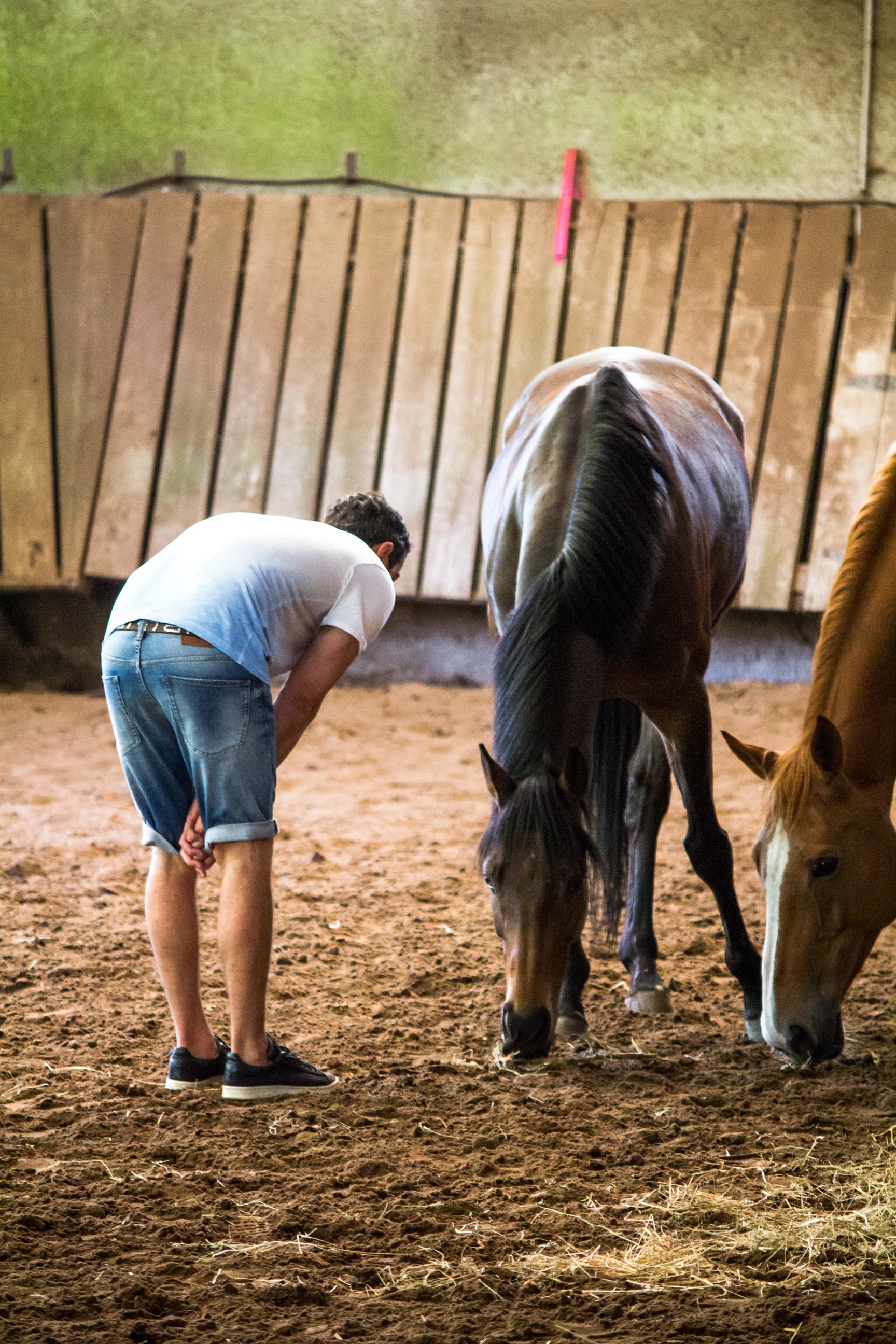 Séance de Médiation équine (Developpement personnel guidé par le cheval
